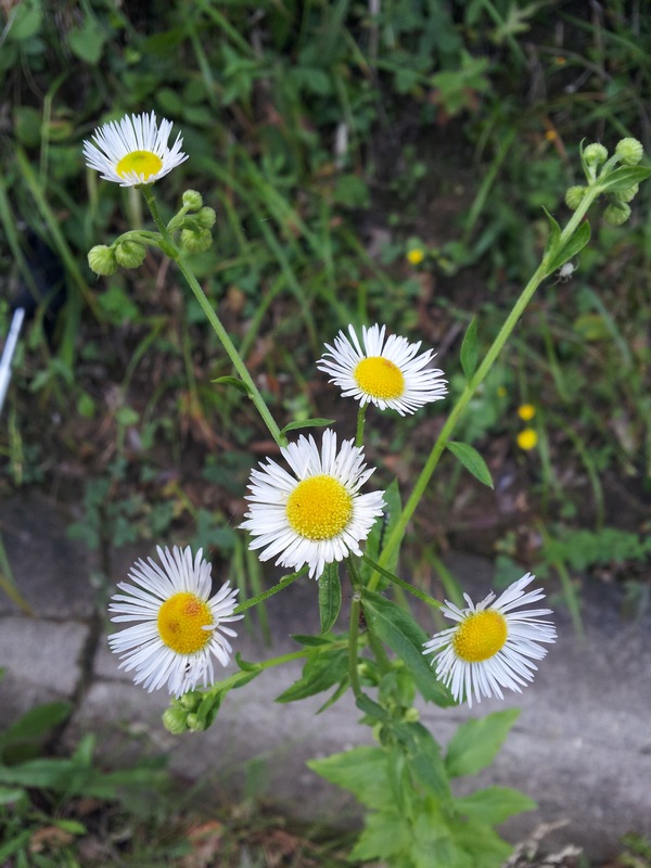 Erigeron annuus / Cspica annua